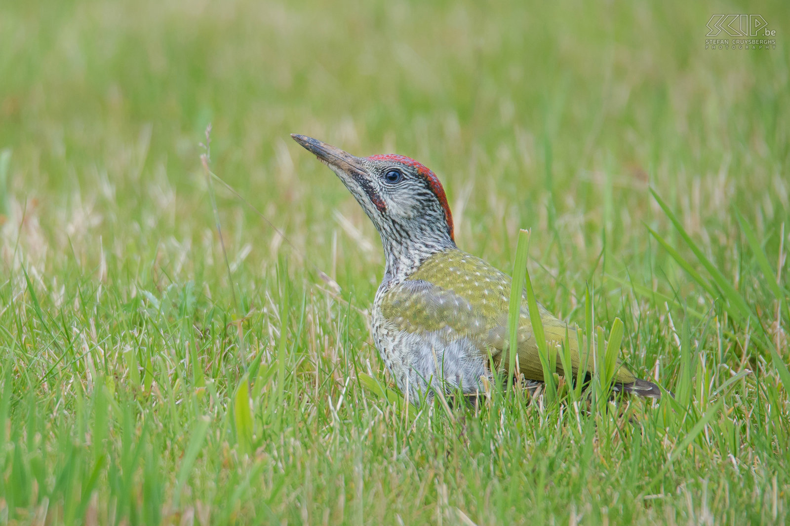 Woodpeckers - Juvenile green woodpecker The Green Woodpecker (Picus viridis) can be found regularly in my garden. The beautiful bird has a loud laugh and seeks its food (ants, worms, larvae, beetles, ...) mainly on the ground. Juveniles have a speckled plumage and the moustachial stripe (black=female, red=male) is less visible. Stefan Cruysberghs